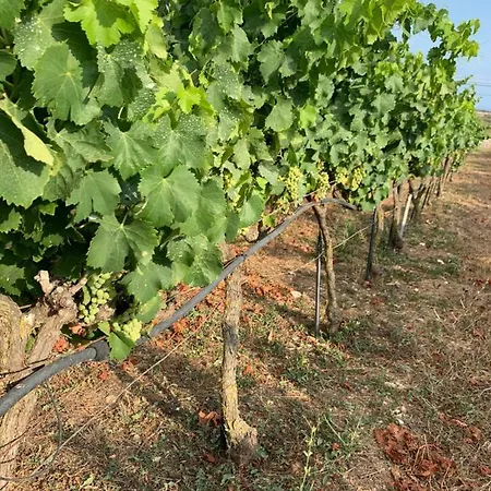 Llucasaldent Gran Menorca - Adults Only ファームステイ ソン・ボウ